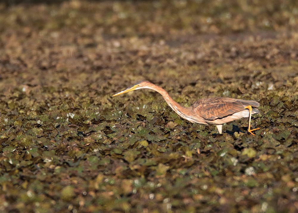 Héron pourpré  (Ardea purpurea)