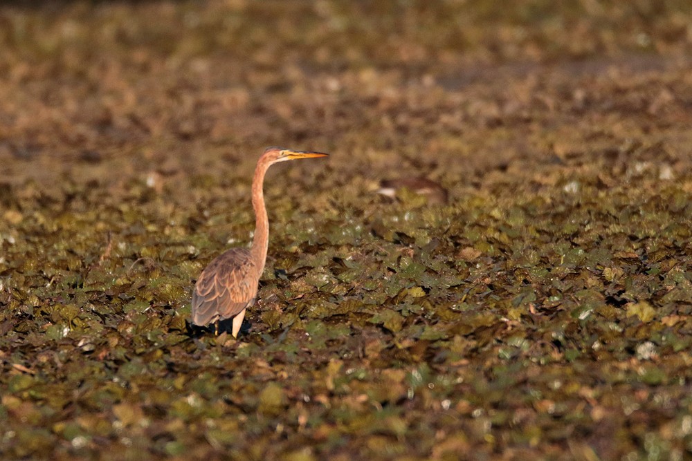 Héron pourpré  (Ardea purpurea)