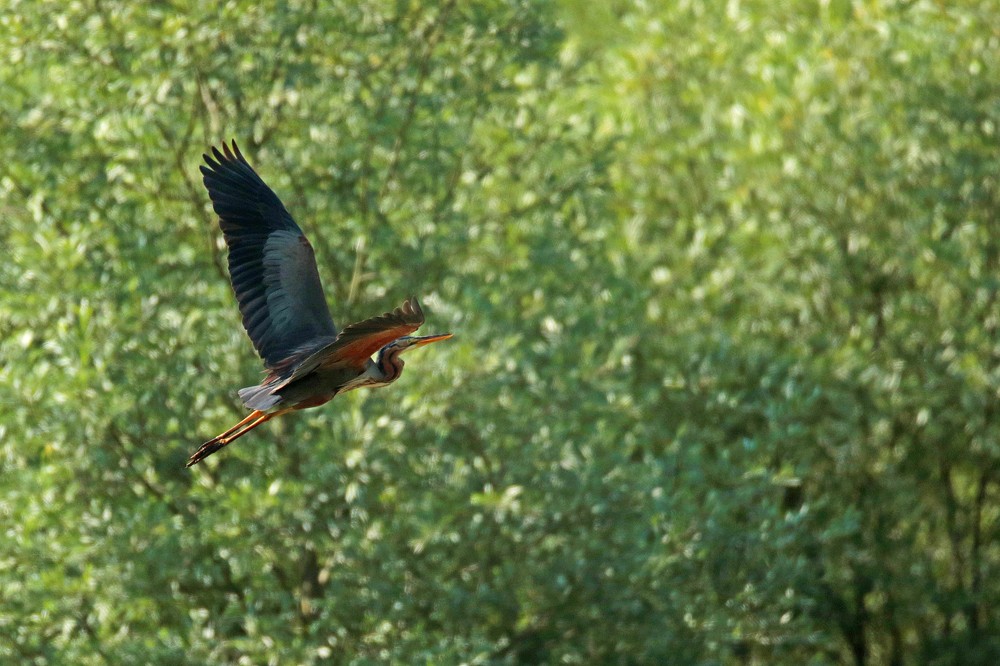 Héron pourpré (Ardea purpurea)