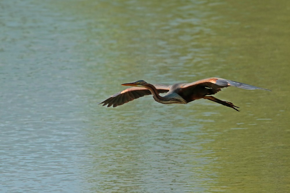 Héron pourpré (Ardea purpurea)