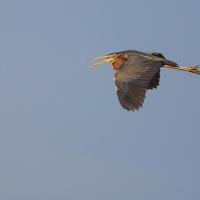 Héron pourpré (Ardea purpurea)