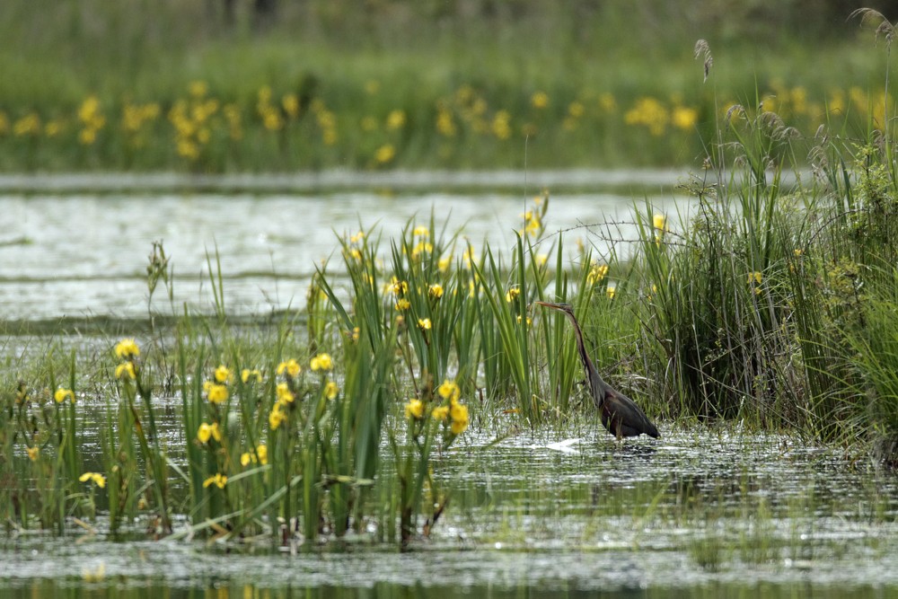 Heron pourpre (Ardea purpurea)