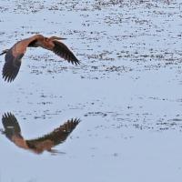 Héron pourpré (Ardea purpurea)