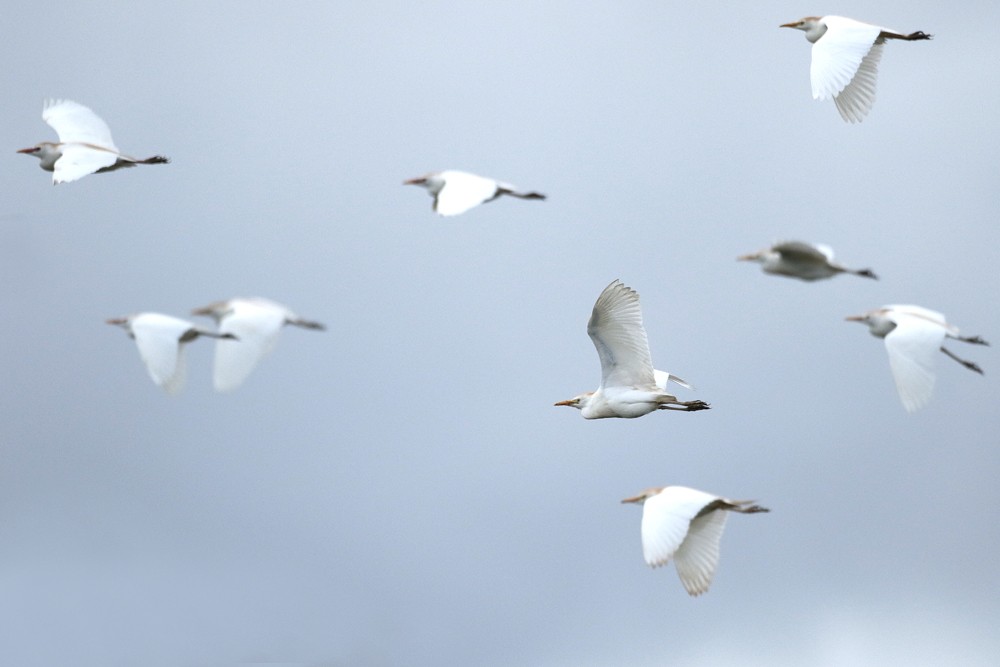 Herons garde boeuf (Bubulcus ibis)