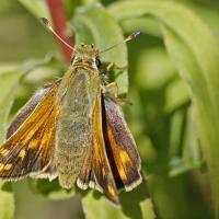 La Virgule (Hesperia comma)