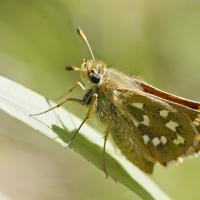 La Virgule (Hesperia comma)