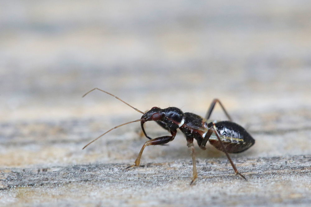 Himacerus mirmicoides (larve)