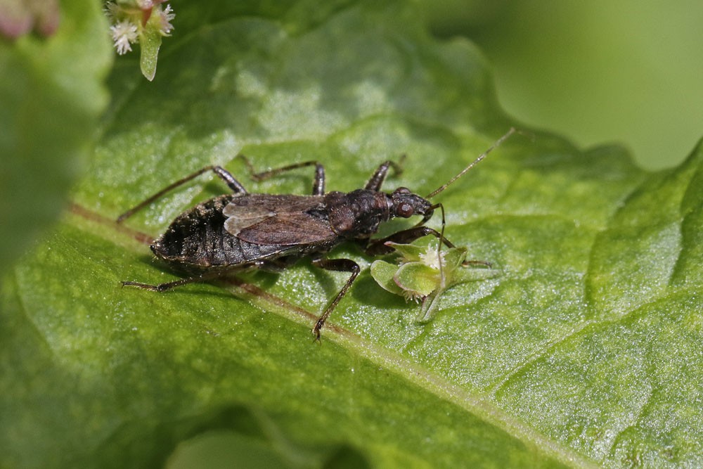 Himacerus mirmicoides  adulte