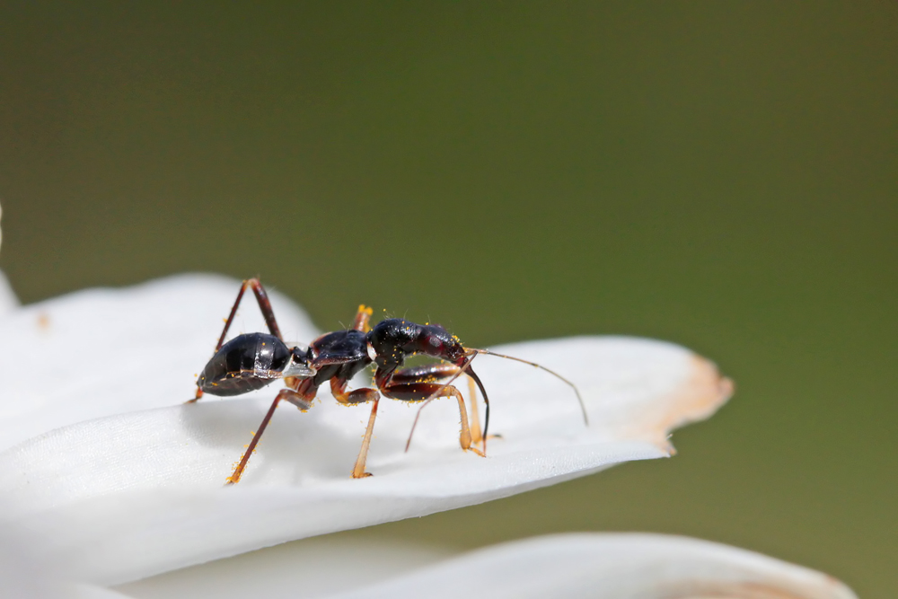 Himacerus mirmicoides (larve)