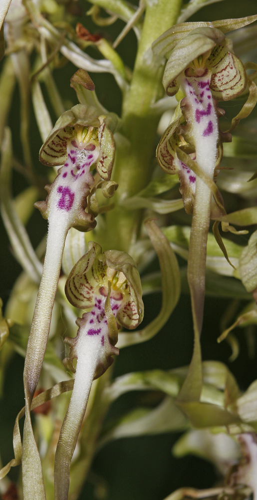 Orchis bouc (Himantoglossum hircinum)