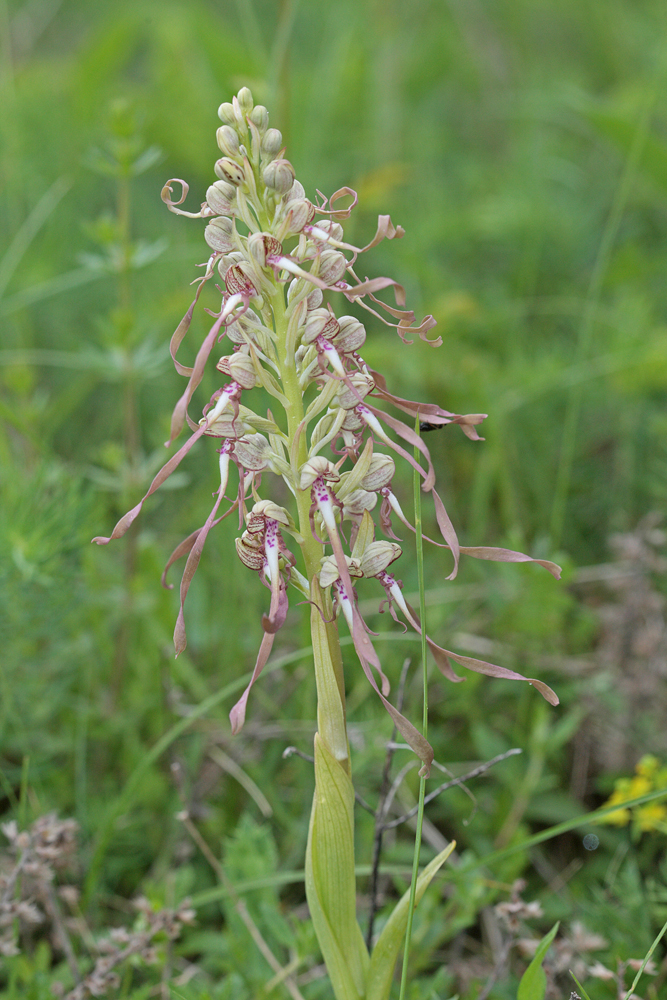 Orchis bouc (Himantoglossum hircinum)