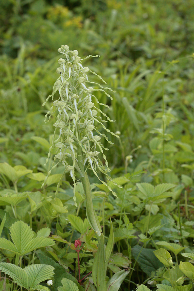 Orchis bouc (Himantoglossum hircinum)