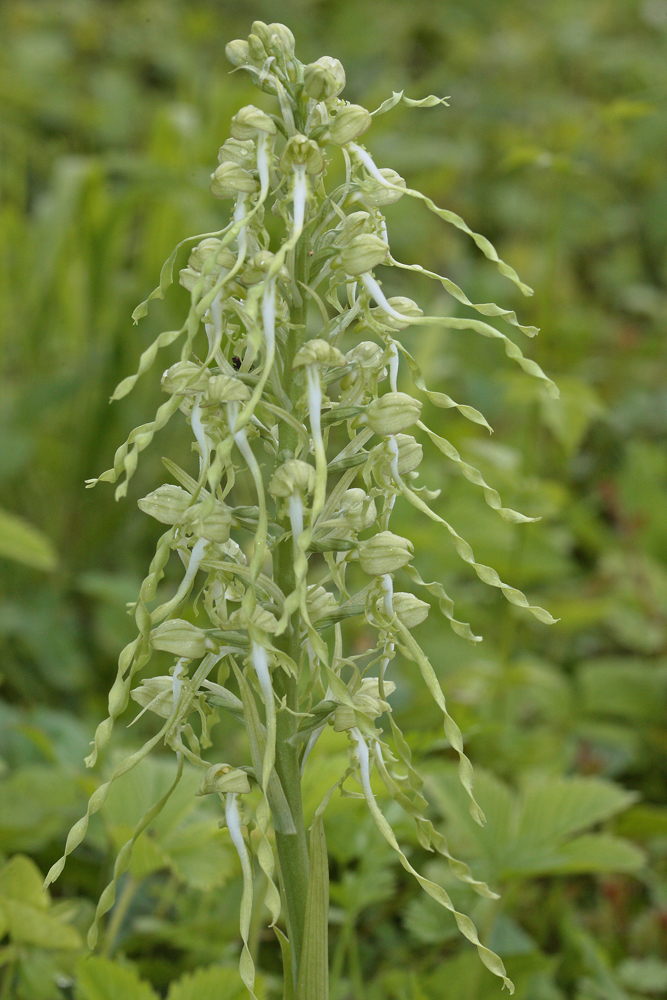 Orchis bouc (Himantoglossum hircinum)