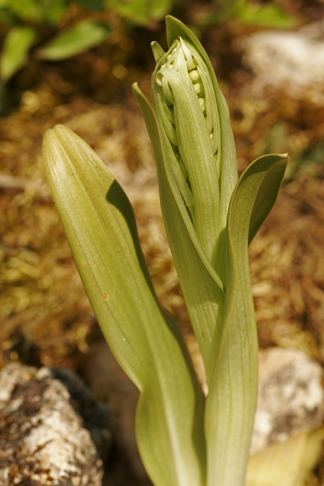 Orchis bouc (Himantoglossum hircinum)