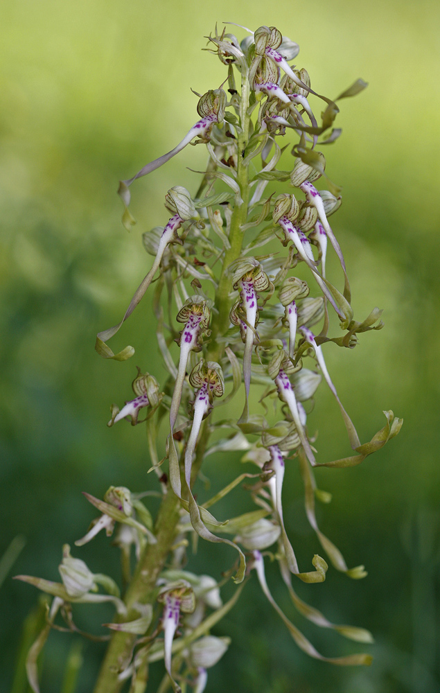 Orchis bouc (Himantoglossum hircinum)