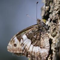 Le Sylvandre (Hipparchia fagi )