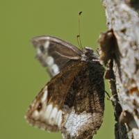 Le Sylvandre (Hipparchia fagi )