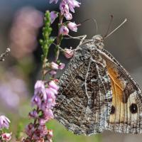 L' Agreste (Hipparchia semele)