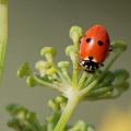 Coccinelle des friches (Hippodamia variegata)