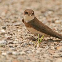 Hirondelle de rivage (Riparia riparia)