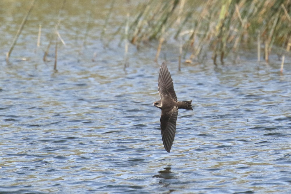 Hirondelle de rivage (Riparia riparia)