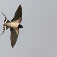 Hirondelle rustique (Hirundo rustica)