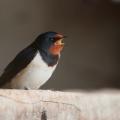 Hirondelle rustique (Hirundo rustica)