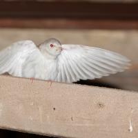 Hirondelle rustique (Hirundo rustica) mutation cinnamon