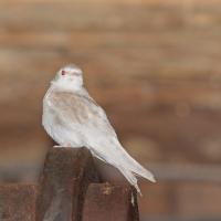 Hirondelle rustique (Hirundo rustica) mutation cinnamon