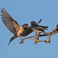 Hirondelle rustique (Hirundo rustica)