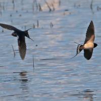 Hirondelle rustique (Hirundo rustica)