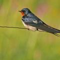 Hirondelle rustique (Hirundo rustica)