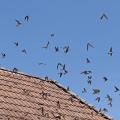 Hirondelles de fenêtre  (Delichon urbica)