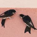 Hirondelles de fenêtre  (Delichon urbica)
