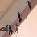 Hirondelles de fenêtre  (Delichon urbica)