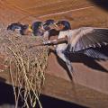 Hirondelle rustique (Hirundo rustica)
