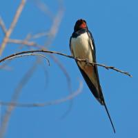 Hirondelle rustique (Hirundo rustica)