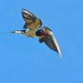 Hirondelle rustique (Hirundo rustica)