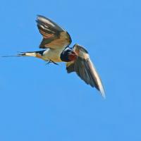 Hirondelle rustique (Hirundo rustica)