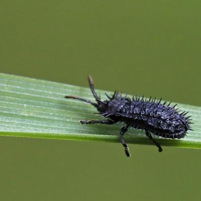 Chrysomèle  Hispe noir ou Velcro commun (Hispa atra)