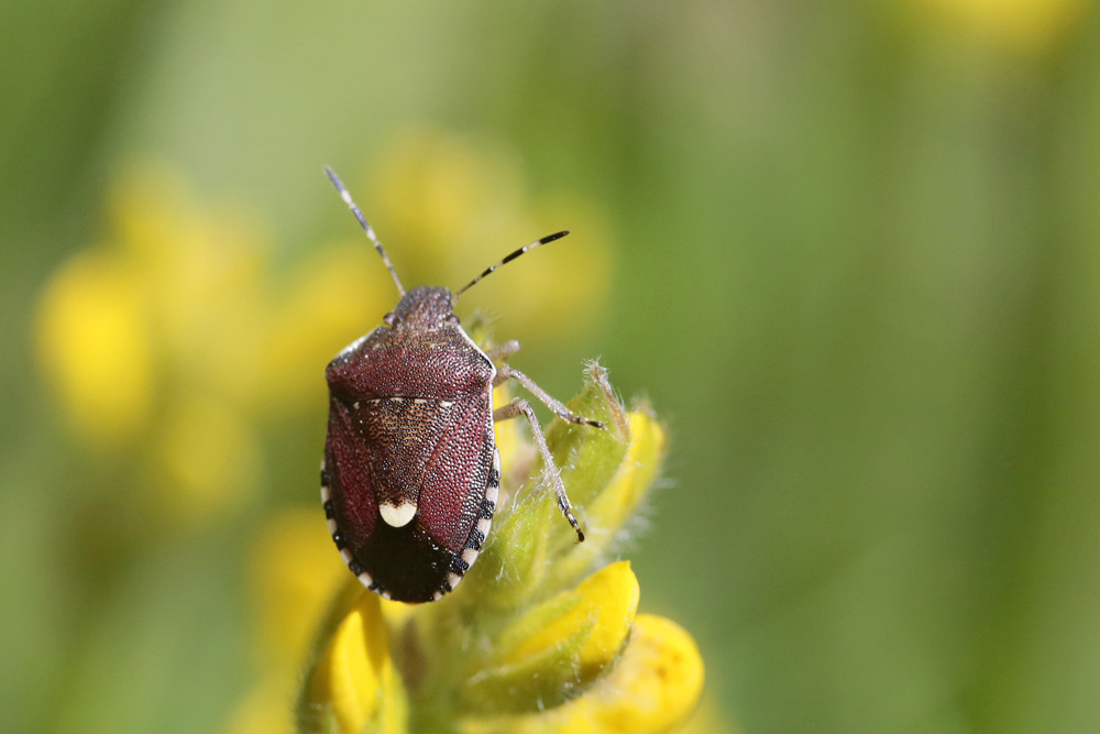 Holcostethus sphacelatus