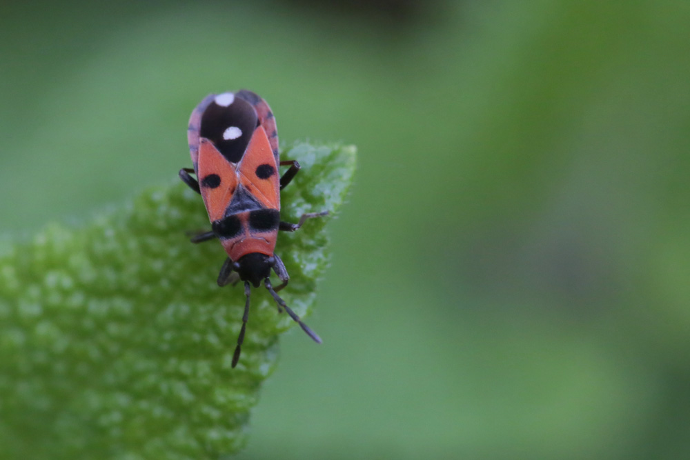 Horvathiolus superbus