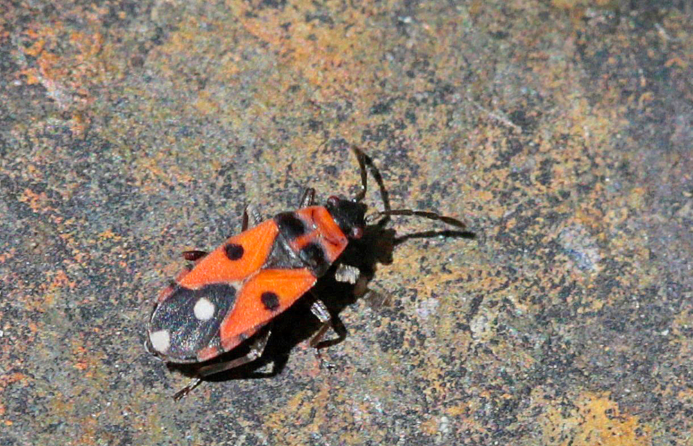 Horvathiolus superbus