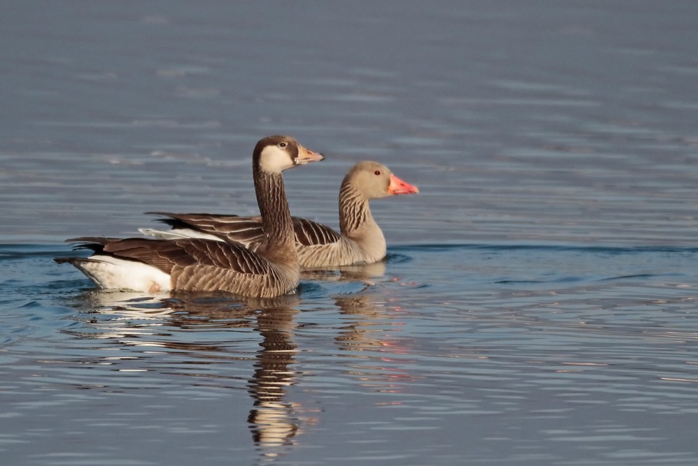 Hybride Bernache du Canada x Oie cendree