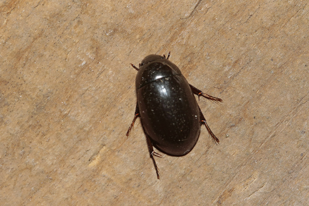 Hydrophile noir (Hydrocara caraboides)