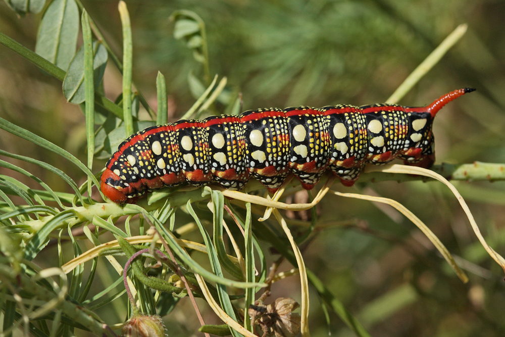 Le Sphinx de l'Euphorbe (Hyles euphorbiae)