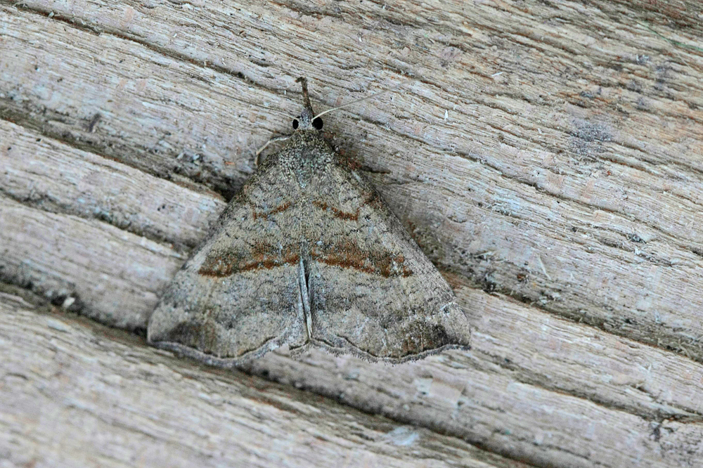La Noctuelle à museau (Hypena proboscidalis)