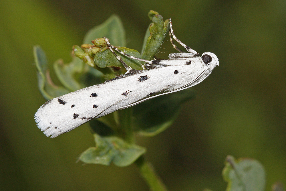 Phycide du chardon ou Myeophile tamis ( Myeolis circumvoluta)