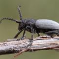 Dorcadion fuligineux (Iberodorcadion fuliginator)