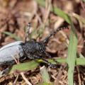 Dorcadion fuligineux (Iberodorcadion fuliginator)